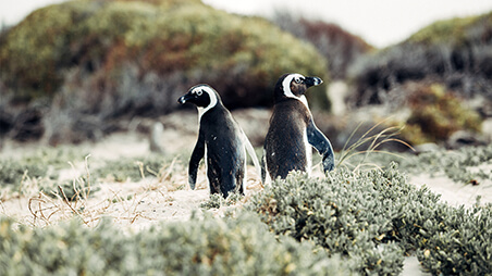 Boulders Beach