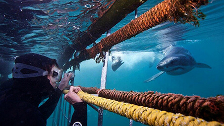 Shark Cage Diving