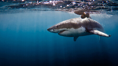 Shark Cage Diving