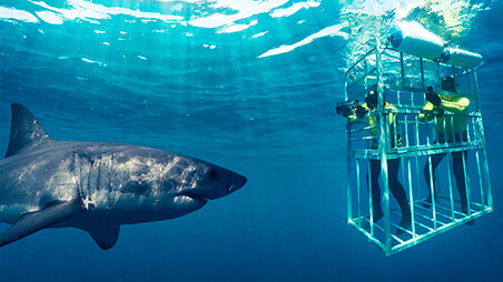 Shark Cage Diving